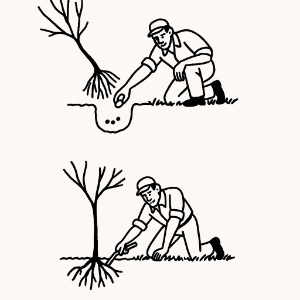 Time-Release Fertilize Tablets (20-10-5)